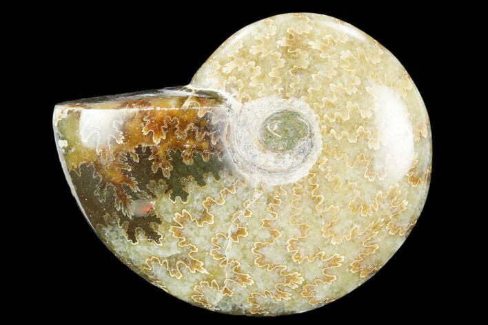 Polished, Agatized Ammonite (Cleoniceras) - Madagascar #119089